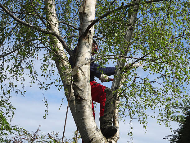 Trusted Gettysburg, SD Tree Care Experts